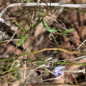 Wahlenbergia multicaulis at Hughes, ACT - 10 Feb 2021