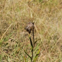 Podolepis sp. at Cooleman, NSW - 6 Feb 2021 by alex_watt