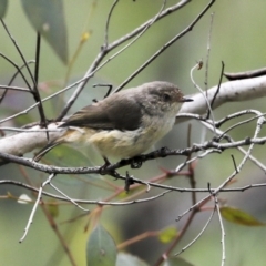 Acanthiza reguloides (Buff-rumped Thornbill) at Mount Ainslie - 12 Oct 2020 by AlisonMilton