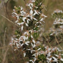 Olearia myrsinoides (Blush Daisy Bush) at Cooleman, NSW - 6 Feb 2021 by alex_watt