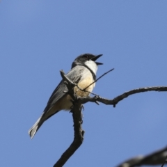 Pachycephala rufiventris (Rufous Whistler) at Mount Ainslie - 12 Oct 2020 by AlisonMilton