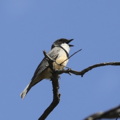 Pachycephala rufiventris (Rufous Whistler) at Majura, ACT - 12 Oct 2020 by AlisonMilton