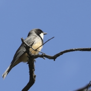 Pachycephala rufiventris at Majura, ACT - 12 Oct 2020