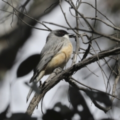 Pachycephala rufiventris at Majura, ACT - 12 Oct 2020