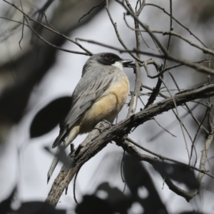 Pachycephala rufiventris at Majura, ACT - 12 Oct 2020