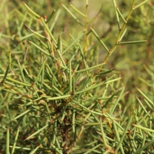 Hakea microcarpa at Cooleman, NSW - 6 Feb 2021