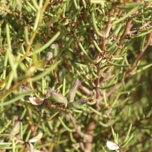 Hakea microcarpa at Cooleman, NSW - 6 Feb 2021