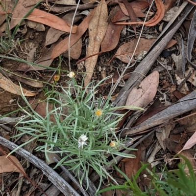 Leucochrysum albicans subsp. tricolor (Hoary Sunray) at Deakin, ACT - 10 Feb 2021 by JackyF