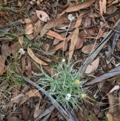 Leucochrysum albicans subsp. tricolor at Deakin, ACT - 10 Feb 2021 12:59 PM