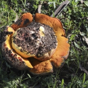 zz bolete at Majura, ACT - 12 Oct 2020