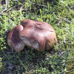 zz bolete at Majura, ACT - 12 Oct 2020