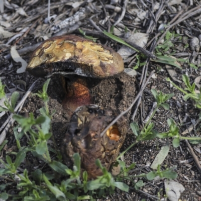 Unverified Cap on a stem; pores below cap [boletes & stemmed polypores] at Mount Ainslie - 12 Oct 2020 by AlisonMilton