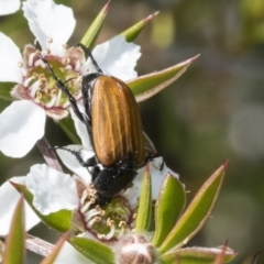 Phyllotocus rufipennis (Nectar scarab) at ANBG - 9 Nov 2020 by AlisonMilton