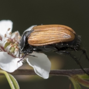 Phyllotocus rufipennis at Acton, ACT - 10 Nov 2020