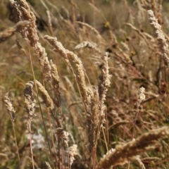 Holcus lanatus (Yorkshire Fog) at Cooleman, NSW - 6 Feb 2021 by alexwatt