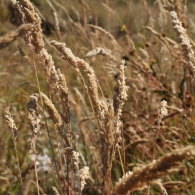 Holcus lanatus (Yorkshire Fog) at Cooleman, NSW - 6 Feb 2021 by alexwatt