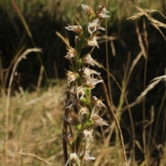 Prasophyllum viriosum (Stocky leek orchid) at Kosciuszko National Park - 6 Feb 2021 by alexwatt