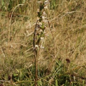Prasophyllum viriosum at Cooleman, NSW - 6 Feb 2021