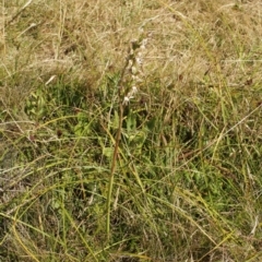 Paraprasophyllum viriosum at Cooleman, NSW - suppressed