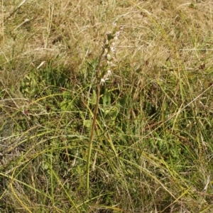 Paraprasophyllum viriosum at Cooleman, NSW - suppressed