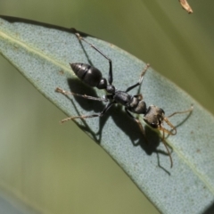 Myrmecia sp., pilosula-group (Jack jumper) at Acton, ACT - 10 Nov 2020 by AlisonMilton