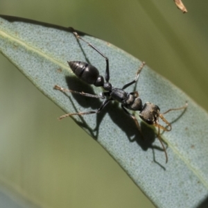 Myrmecia sp., pilosula-group at Acton, ACT - 10 Nov 2020