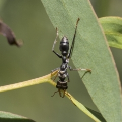 Myrmecia sp., pilosula-group at Acton, ACT - 10 Nov 2020