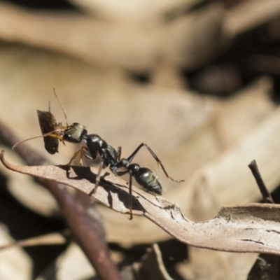 Myrmecia sp., pilosula-group (Jack jumper) at Acton, ACT - 10 Nov 2020 by AlisonMilton