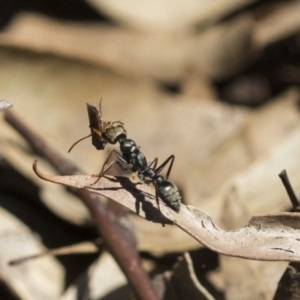 Myrmecia sp., pilosula-group at Acton, ACT - 10 Nov 2020