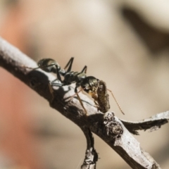 Myrmecia sp., pilosula-group at Acton, ACT - 10 Nov 2020