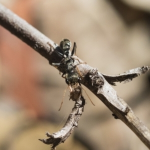 Myrmecia sp., pilosula-group at Acton, ACT - 10 Nov 2020