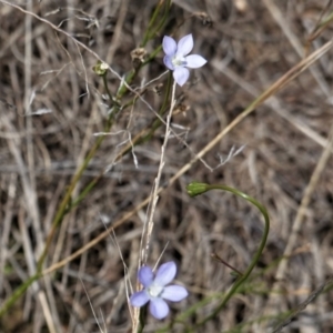 Wahlenbergia multicaulis at Hughes, ACT - 10 Feb 2021 02:11 PM