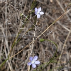 Wahlenbergia multicaulis (Tadgell's Bluebell) at Hughes, ACT - 10 Feb 2021 by JackyF