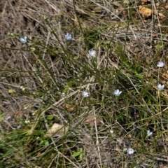 Wahlenbergia multicaulis at Hughes, ACT - 10 Feb 2021 02:11 PM