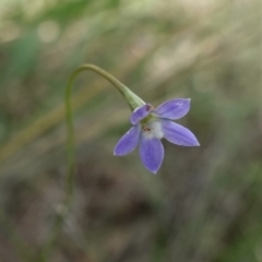 Wahlenbergia multicaulis (Tadgell's Bluebell) at Hughes, ACT - 10 Feb 2021 by JackyF