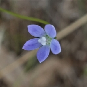 Wahlenbergia multicaulis at Hughes, ACT - 10 Feb 2021 03:51 PM