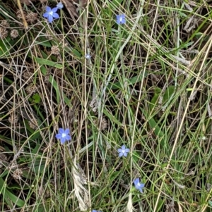 Wahlenbergia multicaulis at Hughes, ACT - 10 Feb 2021 03:51 PM