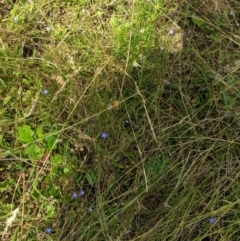 Wahlenbergia multicaulis at Hughes, ACT - 10 Feb 2021 03:51 PM