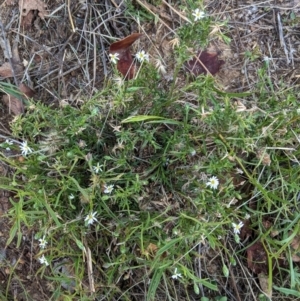 Vittadinia muelleri at Deakin, ACT - 10 Feb 2021