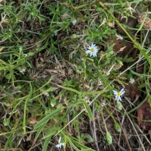 Vittadinia muelleri at Deakin, ACT - 10 Feb 2021