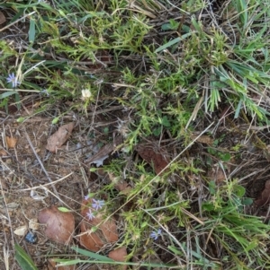 Vittadinia muelleri at Deakin, ACT - 10 Feb 2021