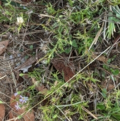 Vittadinia muelleri at Deakin, ACT - 10 Feb 2021