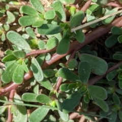 Portulaca oleracea (Pigweed, Purslane) at Deakin, ACT - 10 Feb 2021 by JackyF