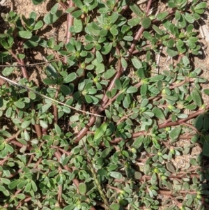Portulaca oleracea at Deakin, ACT - 10 Feb 2021