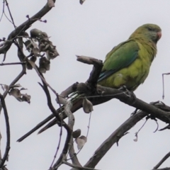 Polytelis swainsonii (Superb Parrot) at Hughes, ACT - 9 Feb 2021 by JackyF