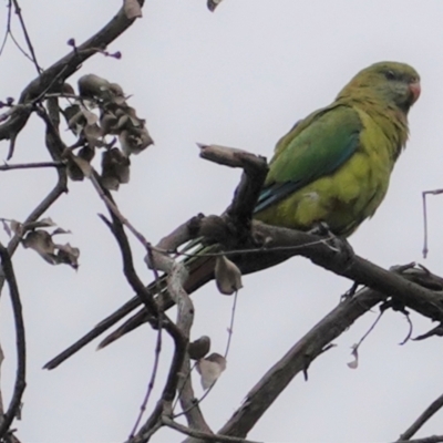 Polytelis swainsonii (Superb Parrot) at Hughes Grassy Woodland - 8 Feb 2021 by JackyF