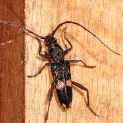 Phoracantha punctata (Longhorn beetle) at Melba, ACT - 6 Feb 2021 by kasiaaus