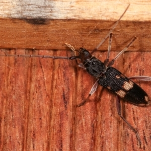 Phoracantha punctata at Melba, ACT - 7 Feb 2021