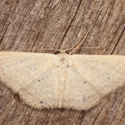 Scopula optivata (Varied Wave) at Melba, ACT - 6 Feb 2021 by kasiaaus