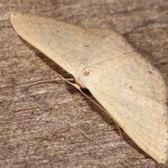 Scopula optivata at Melba, ACT - 7 Feb 2021